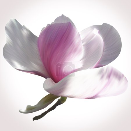 Téléchargez les photos : Illustration Magnolia blanche en gros plan sur fond blanc pour le design. Style de fleur unique. Beauté et fleur de printemps fraîche
. - en image libre de droit