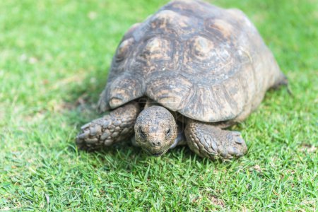 Schildkröte. Südafrika,