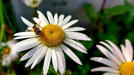 Photo for Blooming chamomile close up. A fly sits on a flower. High quality photo - Royalty Free Image