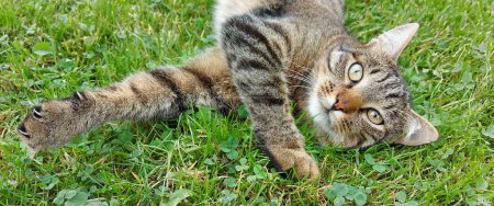 Photo for A tabby cat lying on the grass. High quality photo - Royalty Free Image