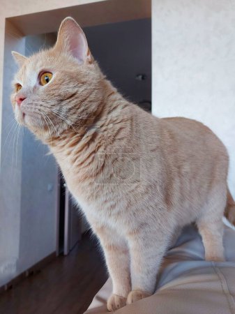 Photo for A plush ginger cat stands and looks into the distance. Portrait of a British peach cat - Royalty Free Image