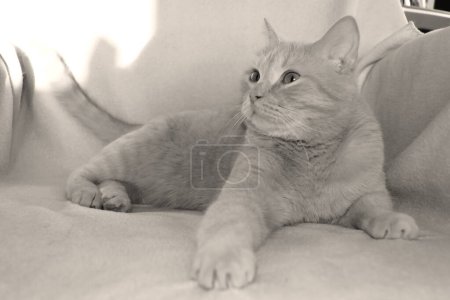 Photo for A plush light cat lies on an armchair and looks away. Portrait of a cat of the British breed - Royalty Free Image