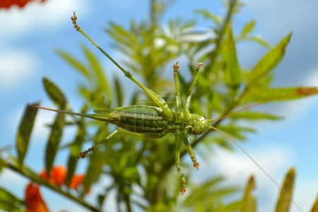 Photo for Large green grasshopper crawling on a window pane - Royalty Free Image