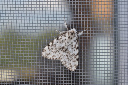 Photo for A large gray moth sits on a window mesh close-up - Royalty Free Image