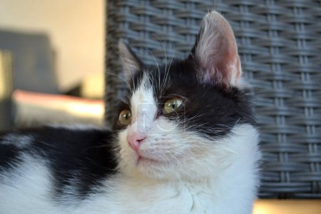 Photo for Close-up portrait of a black and white kitten. Horizontal format - Royalty Free Image