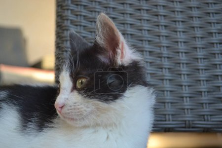 Photo for Close-up portrait of a black and white kitten. Horizontal format - Royalty Free Image