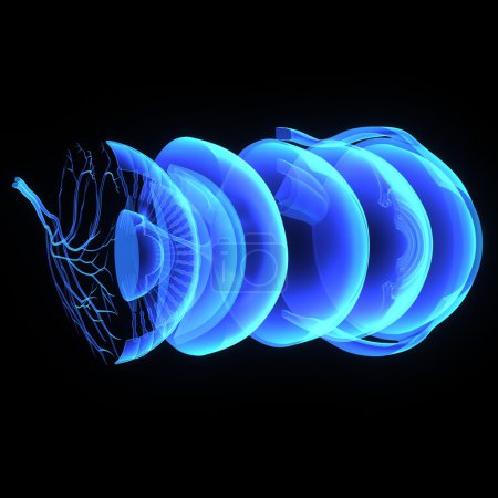 Capas de ojos humanos

