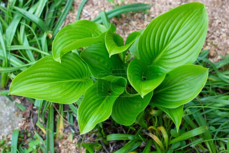 Hermosas flores de hosta verde en el jardín. Se va. Primer plano. Lugar para el texto