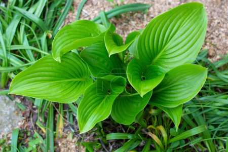 Beautiful green hosta flowers in the garden. Leaves. Close-up. Place for text