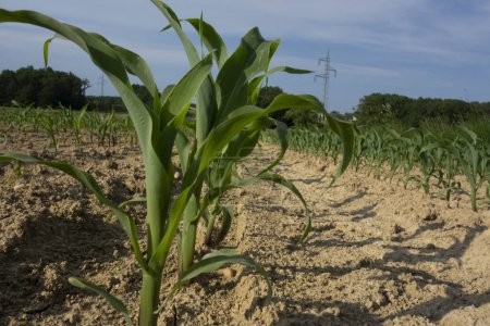 campo de maíz joven o maíz, plantas verdes en el suelo