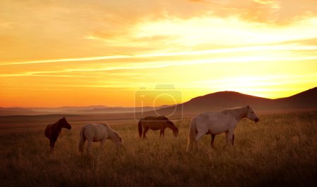 Photo for Horses on the meadow with sunset. - Royalty Free Image