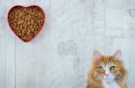 Ginger cat y tazón en forma de corazón con comida para mascotas sobre fondo de madera. Con amor por el concepto de animales y el Día de San Valentín. Copiar espacio