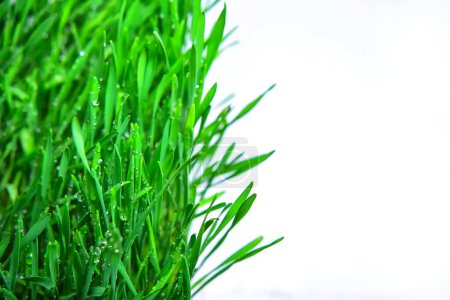 Photo for Micro greenswheatgrass leaves isolated on white background. Healthy eating, fresh organic produce and restaurant servind concept. - Royalty Free Image