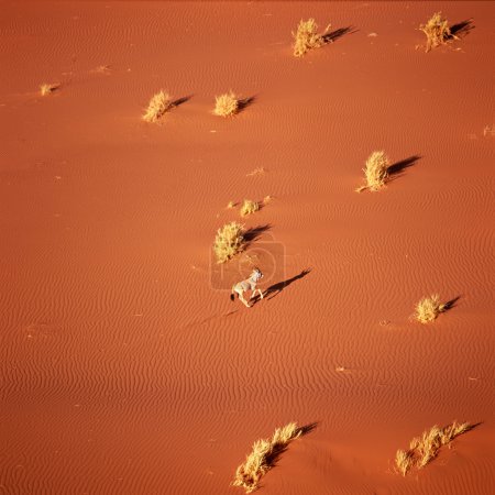 Oryx