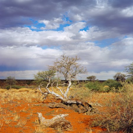 Téléchargez les photos : Paysage de savane namibien en été - en image libre de droit