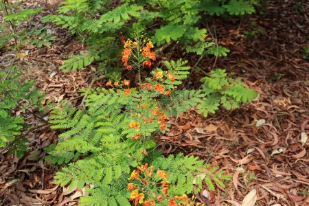 Red flower is blooming and green leaf