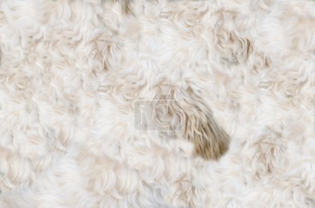 Dog pelt background