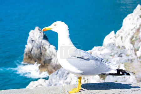 Photo for Seagull show itself like a model on the rocks - Royalty Free Image