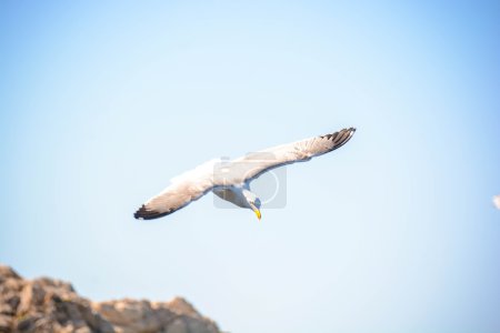 Möwen fliegen frei in den Himmel wie Jonathan