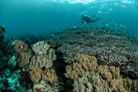 Buceador, arrecife de coral, anémona en Ambon, Maluku, Indonesia foto submarina
Buceador, arrecife de coral, anémona en Ambon, Maluku, Indonesia foto submarina