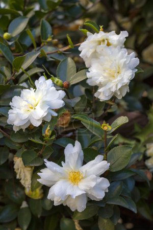 Flor de Camelia - Chinasas Flor de Camelia
