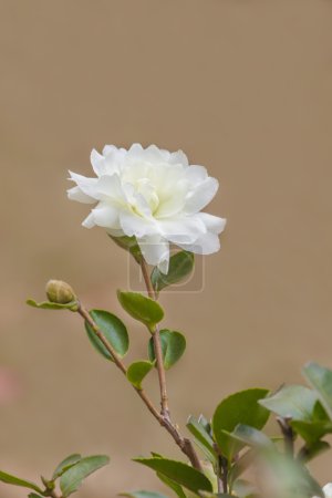 Flor de Camelia - Chinasas Flor de Camelia

