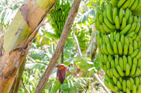 Banana tree with a bunch of bananas.