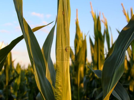 Photo for Insect pests on corn, insect larvae on a corn leaves - Royalty Free Image