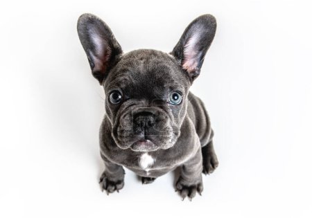 Chiot bulldog français noir sur fond blanc