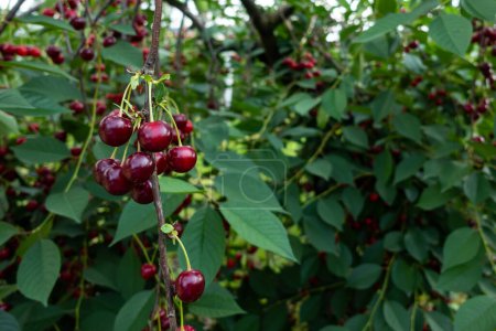 Las ramas de cerezo se doblan bajo el peso de la fruta. Fabricado en buenas condiciones de iluminación.