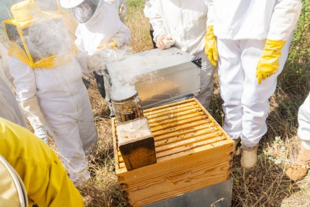 Beekeepers smoking the hives using a smoker