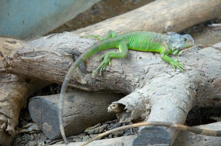 Foto de Iguanas en México - Imagen libre de derechos