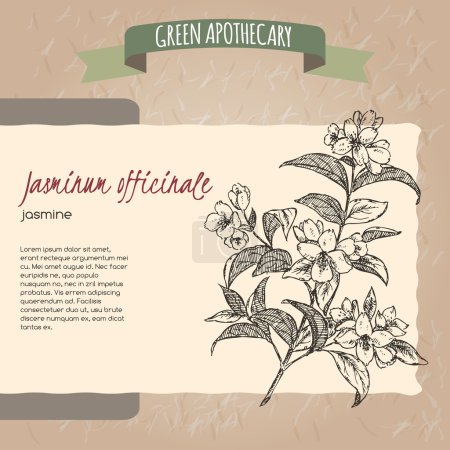 Téléchargez les illustrations : Jasminum officinale alias common common jasmine sketch. Série apothicaire verte. Idéal pour la médecine traditionnelle, la cuisine ou le jardinage - en licence libre de droit