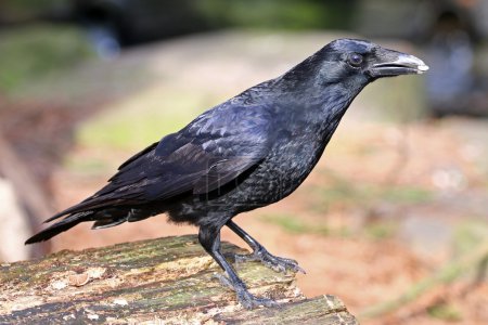Cuervo negro sobre tronco de madera
Cuervo negro sobre tronco de madera
