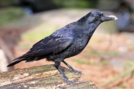 Téléchargez les photos : Corbeau noir sur la bûche en bois - en image libre de droit