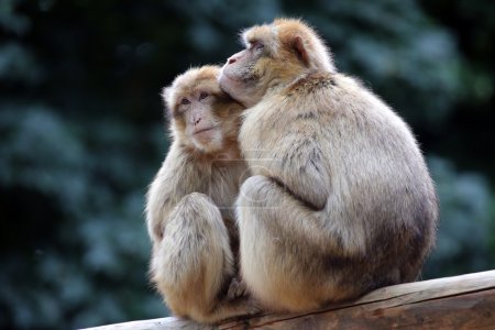 Singes berbères sur l'arbre
