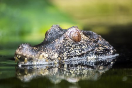 Dwarf caiman in water