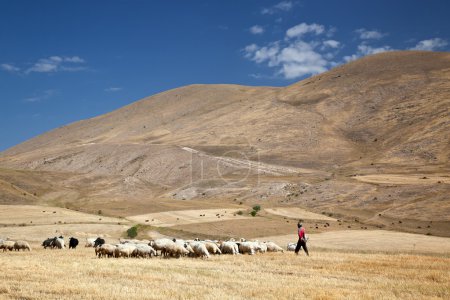 Pastos de montaña en Armenia
