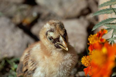 Jeune poulet avec une forte infestation par des puces collantes sur le visage. 