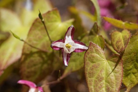 Flor de la flor barrenwort, Epimedium x rubrum 