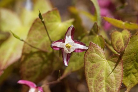 Téléchargez les photos : Fleur de barrenwort, Epimedium x rubrum - en image libre de droit