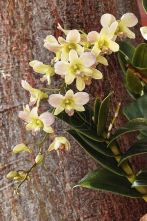 Photo for Orchid bloom on a tropical tree branch - Royalty Free Image