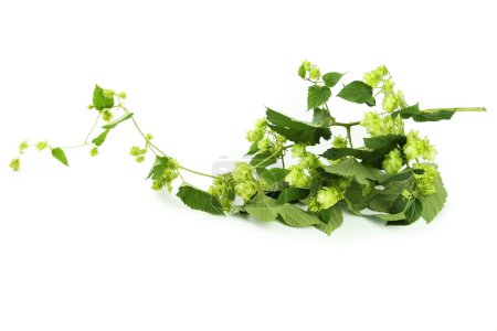 Lúpulo aislado en blanco

