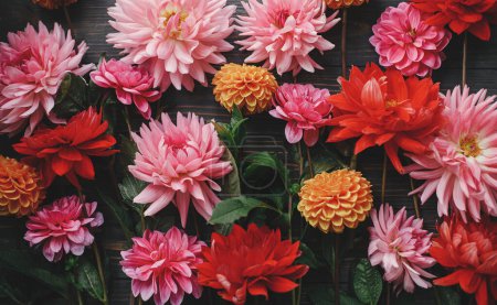 Composition de fleurs de dahlias rouges, roses et oranges colorées sur une couche plate en bois rustique. Carte florale. Beau papier peint d'automne. Fleurs d'automne sur fond de bois foncé. Salutations saisonnières.