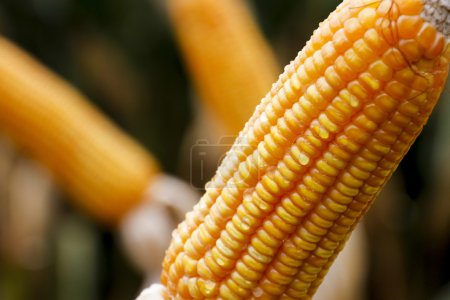 Téléchargez les photos : Cob de maïs. Maïs. Ferme brésilienne avec des jours de plantation de maïs de soleil et de ciel bleu
. - en image libre de droit