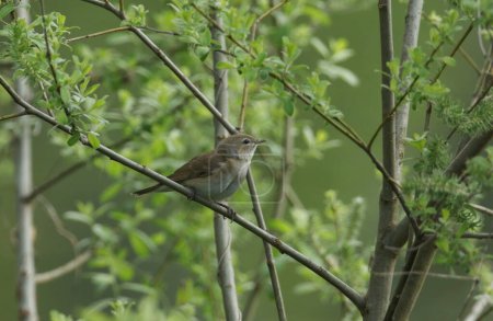 Eine hübsche Gartengrasmücke, Sylvia borin, thront auf einer Weide.