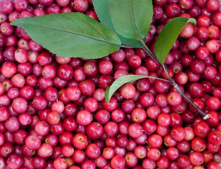 Téléchargez les photos : Pommes de crabe rouge d'un pommier des prairies à feuilles
. - en image libre de droit