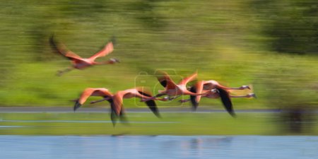 Flying Caribbean flamingos