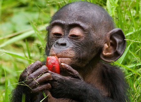 Photo for Baby Bonobo monkey,Bonobo - a rare type of ape.Democratic Republic of Congo, in the national park LOLA YA BONOBO - Royalty Free Image