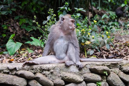 Photo for Macaque monkey in the forest. The national park of Bali, Ubud. Stock image. - Royalty Free Image